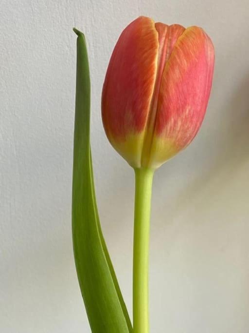 Апартаменты Il Tulipano Cibottola Экстерьер фото